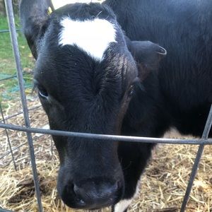 Meet your Posher, Meredith